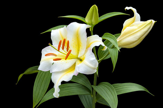 Large flower of a white lily with a bud. Hybrid. Isolated on black background