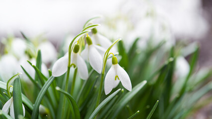 Fototapeta premium Natural background with first spring flowers white snowdrops