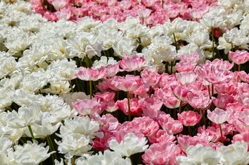 Fototapeta premium Beautiful tulip flowers blooming in a garden. Beauty tulip plant in the spring garden in rays of sunlight in nature. Blur background with bokeh image, selective focus