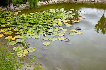 Decorative pond on backyard on a sunny day. Lake with vegetation - beautiful element landscape