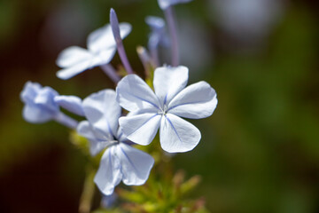 White blue flower