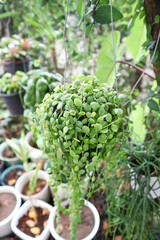 Dischidia nummularia Variegata, Dischidia