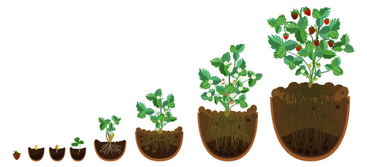 strawberry plant in soil, growth stages, life cycle of strawberry from seed to strawberry plant