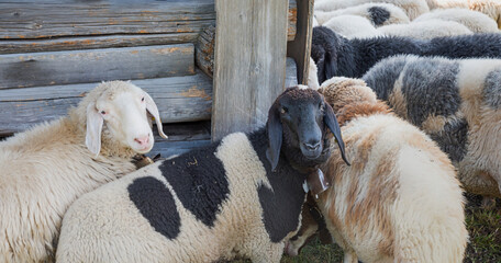woolly sheeps beside a wooden sheepfold