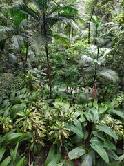 nature