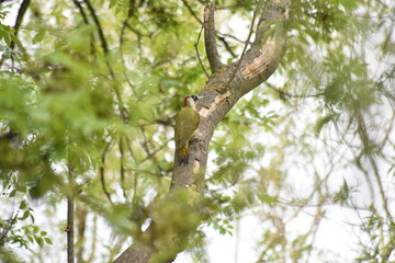 Beautiful British Woodpecker sitting on a tree branch in Essex, UK.
