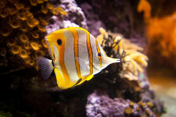Yellow and white striped aquarium fish swimming by coral