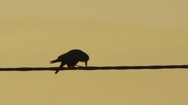Crow silhouette on wire at evening