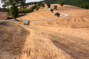 Rural landscape with hay bales in farm fields in countryside