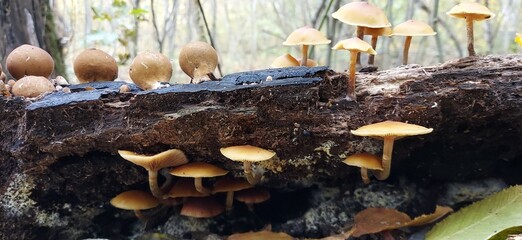 Two types of autumn mushrooms on a large stump in the forest.