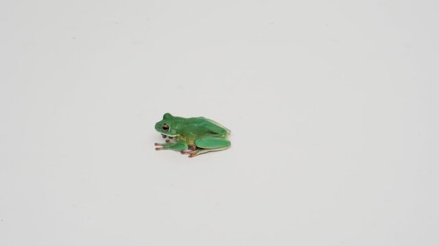 ein laubfrosch spring in das bild und springt wieder hinaus, wei&szlig;er hintergrund, mehrere szenen, zeitlupe