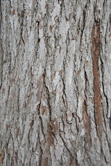 bark of a tree