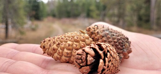 Three pine cones on the hand of a white man against the background of the forest.