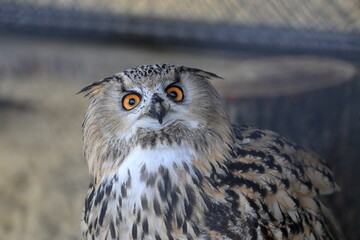 owl in a cage
