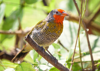 The green-winged pytilia (Pytilia melba) is a seed-eating bird of the family Estrildidae. This small colorful bird is widespread throughout sub-Saharan Africa.