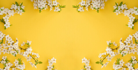 Banner.White flowering tree branches on the yellow background. Copy space. Spring background.