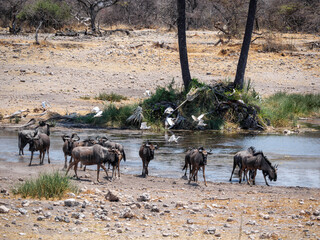 Wildebeest and white herons in Etosha national park