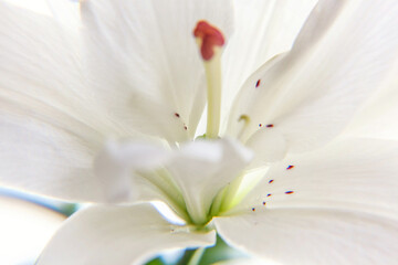 Beautiful White Lily flower close up detail in summer time. Background with flowering bouquet....