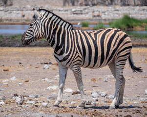 Fototapeta na wymiar A zebra in the Etosha National Park. A zebra is an equine animal native to central and southern Africa..