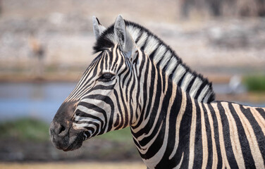 Head of a zebra. A zebra is an equine animal native to central and southern Africa..