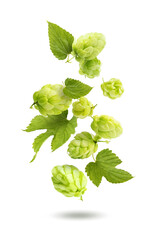 Beautiful hop cones with leaves in flight