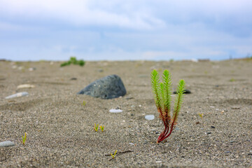 crooked plant growing on the sand, skyline and sky background. stones and sand
