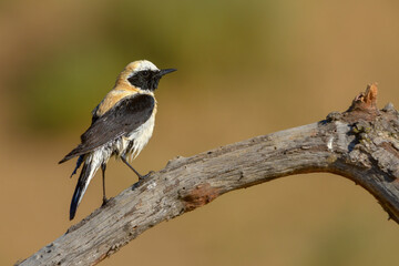 Oenanthe hispanica - La collalba rubia, es una especie de ave paseriforme de la familia...