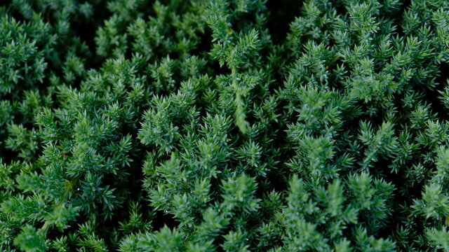 Dwarf Japanese garden juniper creeping - Juniperus horizontalis. Juniper hedge texture as coniferous natural textured background. Botanical pattern for graphic design and wallpaper. Close-up.