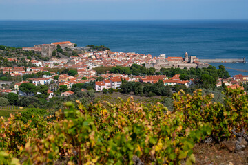 The amazing aerial view over Collioure from Fort Saint Elme surrounded by vineyards, Vermeille coast, France - obrazy, fototapety, plakaty
