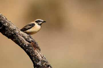 Oenanthe hispanica - La collalba rubia, es una especie de ave paseriforme de la familia...