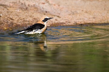 Oenanthe hispanica - La collalba rubia, es una especie de ave paseriforme de la familia...