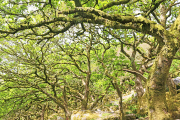 Wistmans wood in Dartmoor, Devon	