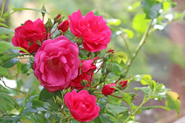 Roses in close up	