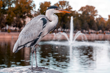 Gray heron resting by the Lake Hofvijver in The Hague, Netherlands
