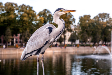 Gray heron resting by the Lake Hofvijver in The Hague, Netherlands