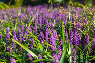 Fototapeta premium Purple hycainths and green leaves in a field