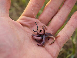 Fototapeta premium Fisherman baits earthworm on fishing hook by the river.