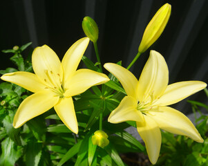 Fototapeta na wymiar yellow Lily flower on green leaves background.