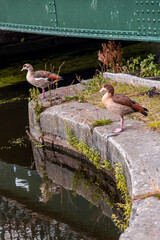 Ducks aroud the river under a bridge