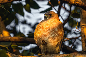 Shikra sitting on one leg