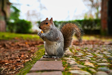 squirrel quietly eats a peanut
