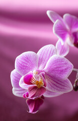 Naklejka na ściany i meble Flower orchid on beautiful background