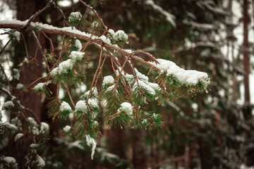 Snow covered firs in the forest, on a cold snowy day