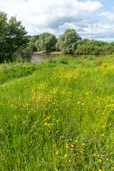 Buttercups in June flowering beside the River Severn at Wainlode Hill, Gloucestershire UK