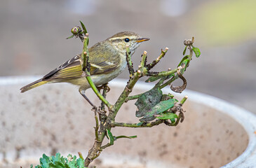 Leaf Warbler on a plant