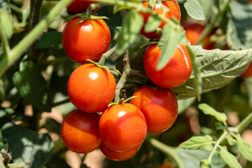 Mallorca, Balearic Islands, Spain