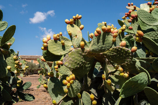prickly pears with ripe fruits, Son Marrano, Mallorca, Balearic Islands, Spain