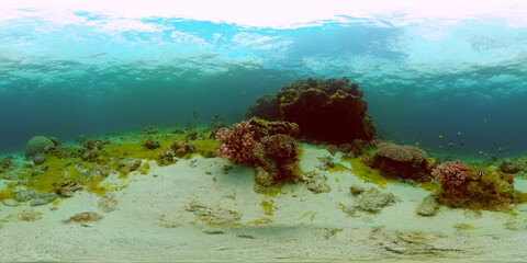Tropical fishes and coral reef underwater. Hard and soft corals, underwater landscape. Philippines. Virtual Reality 360. © Alex Traveler
