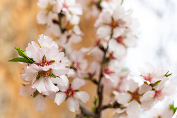 Almond blossom season in Mallorca