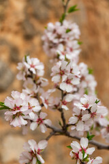 Almond blossom season in Mallorca